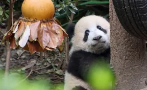 panda gigante