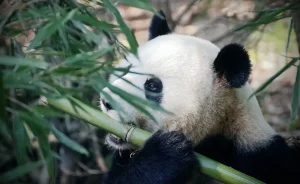 oso panda