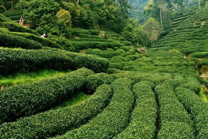 meijiawu_hangzhou