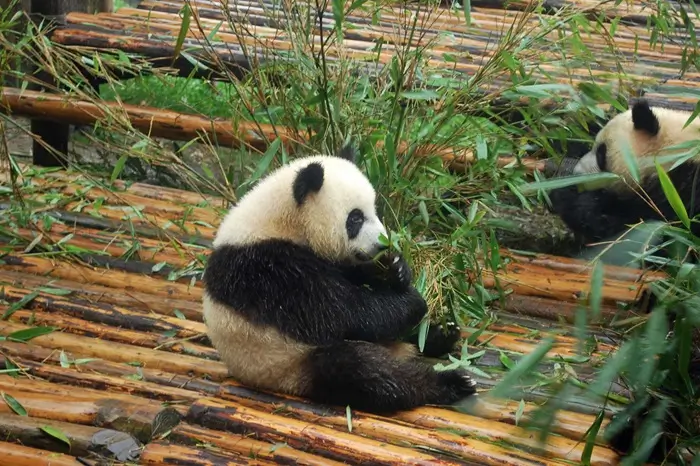 oso panda