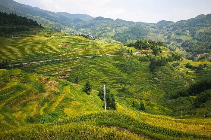 Terrazas de Arroz de Ziquejie