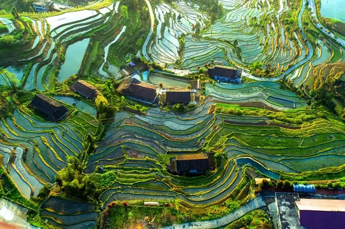 Terrazas de Arroz de Ziquejie