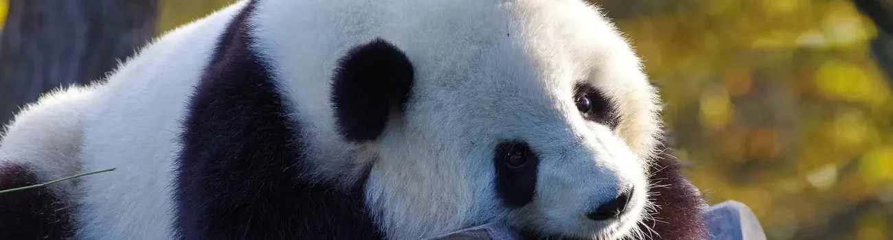 Qué Ver y Qué Hacer en Chengdu