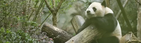 Viaje de pandas en China